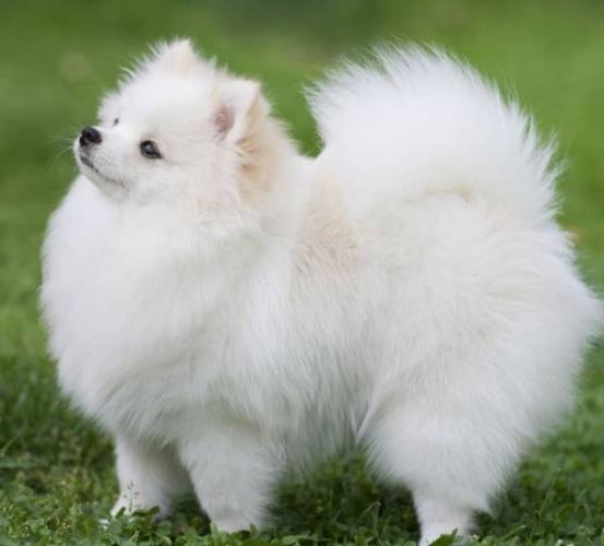 犬類智商排名 犬類智商排名