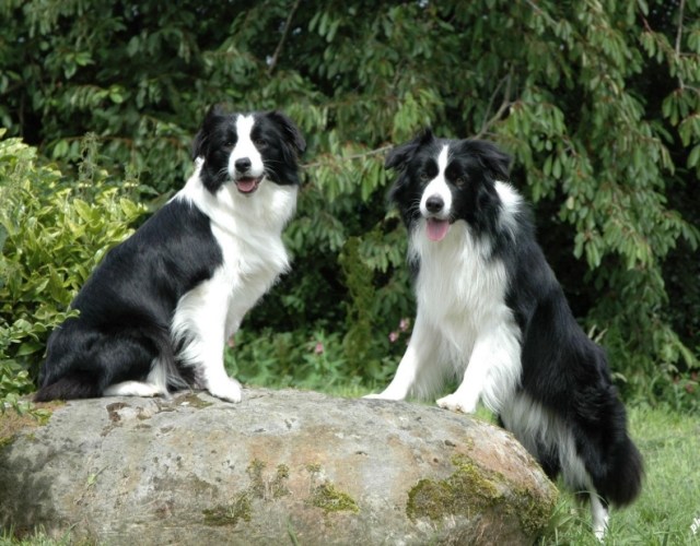 邊境牧羊犬聰明度 邊境牧羊犬聰明度