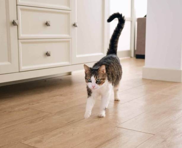 貓咪尾巴擺動意思