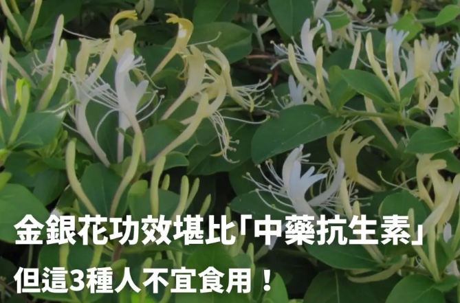 金銀花中醫應用 金銀花中醫應用