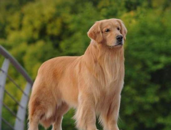 拉布拉多金毛比较 拉布拉多金毛比较