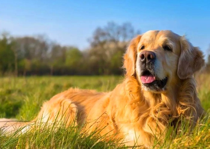 寵物離世悲傷 寵物離世悲傷