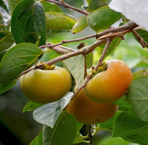 甜柿品種 甜柿品種