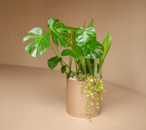 一葉龜栽培 一葉龜栽培