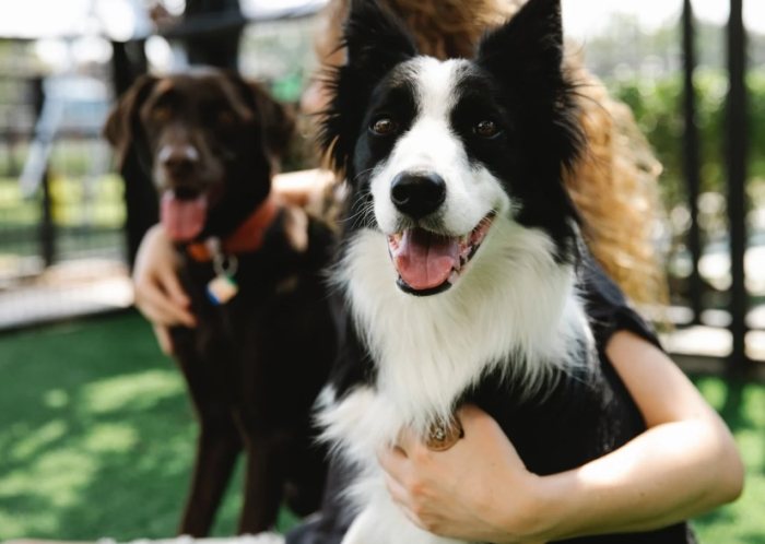 犬類智商排行榜 犬類智商排行榜
