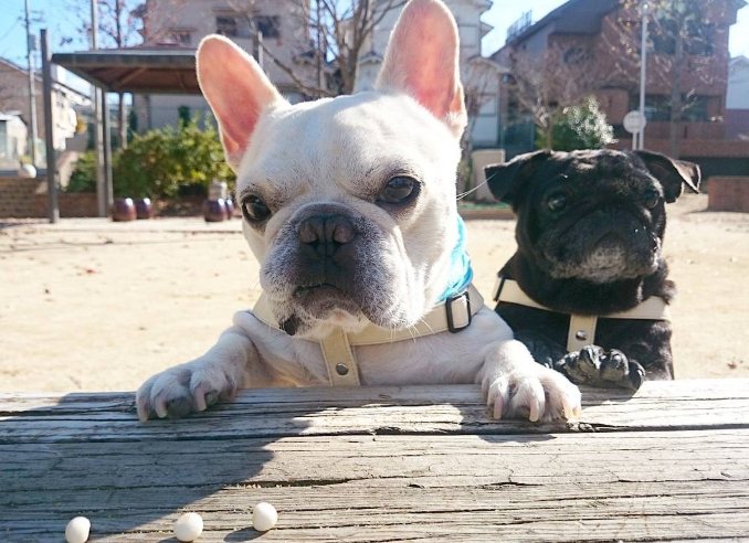 巴哥犬健康 巴哥犬健康