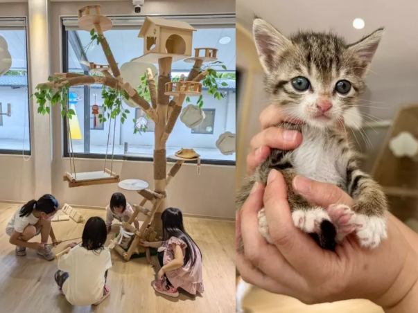 領養貓流程 領養貓流程