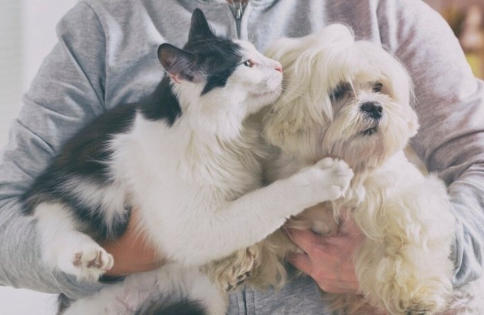 長期寵物寄養 長期寵物寄養