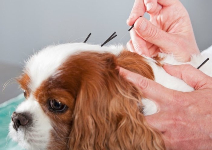 狗針灸不良反應 狗針灸不良反應
