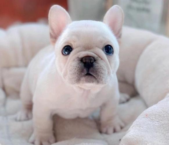 法斗优缺点 法斗优缺点