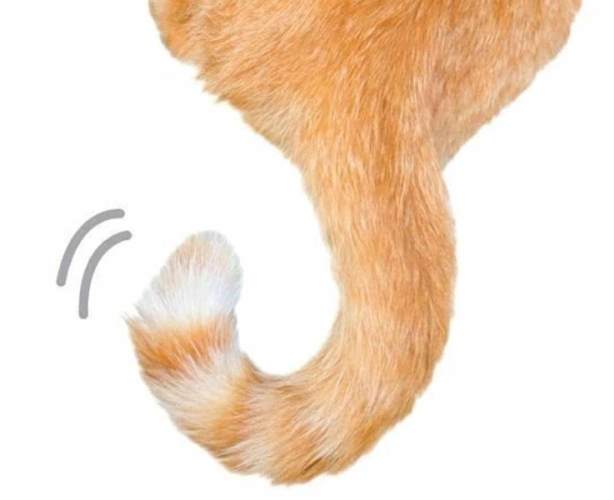 貓尾巴末端抖動