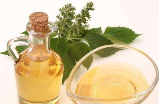 紫蘇油禁忌 紫蘇油禁忌