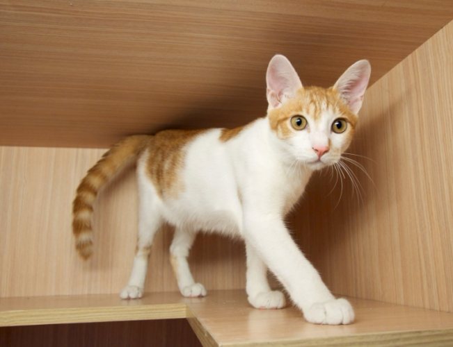 貓行為解析 貓行為解析