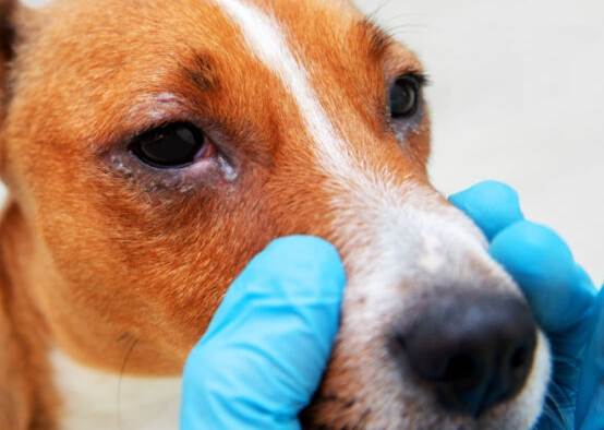 寵物鼻腫瘤治療