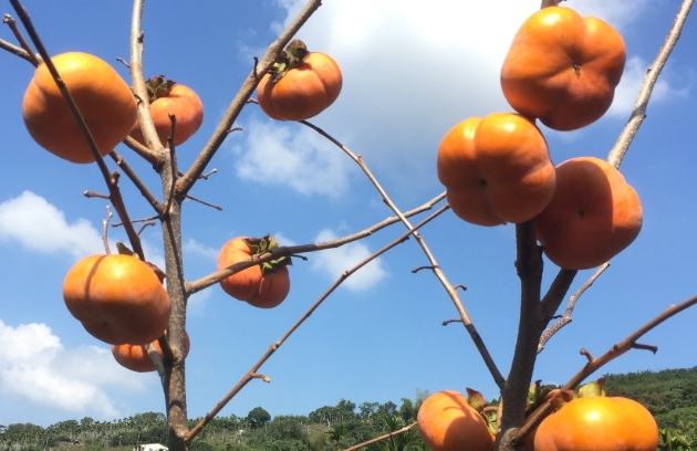 柿子採收季節 柿子採收季節