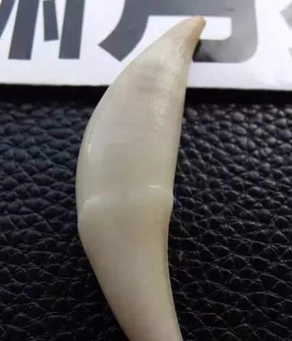 狗狗牙齒問題 狗狗牙齒問題