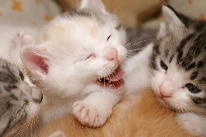 貓的功能 貓的功能