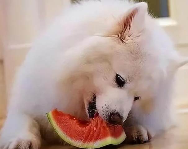 狗吃西瓜籽 狗吃西瓜籽