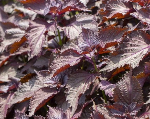 紫蘇油禁忌 紫蘇油禁忌