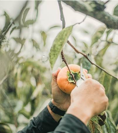 採柿子注意事項 採柿子注意事項