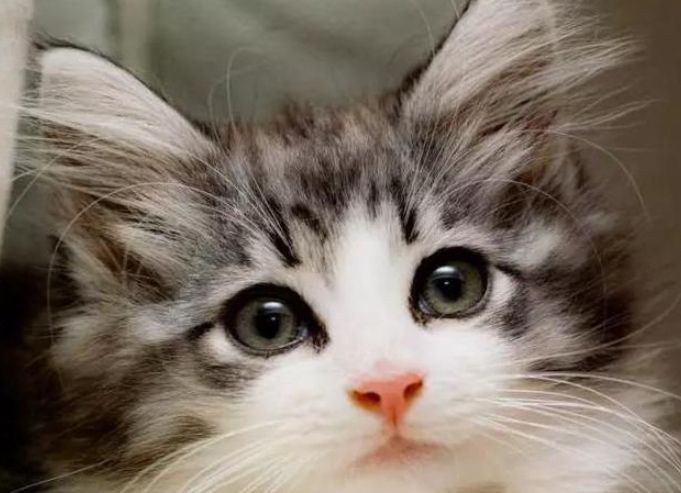 貓角膜受傷預防 貓角膜受傷預防