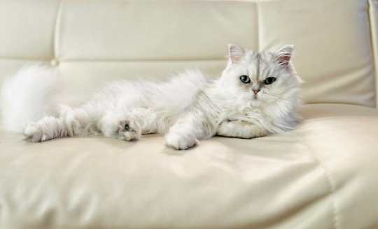 波斯貓健康問題 波斯貓健康問題