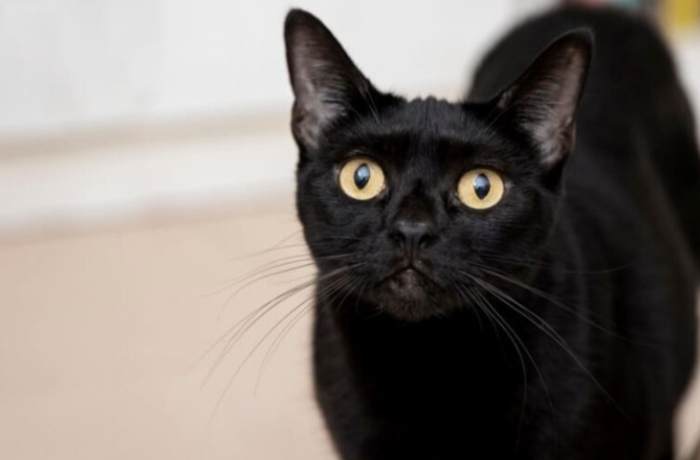 黑貓夢境解析 黑貓夢境解析