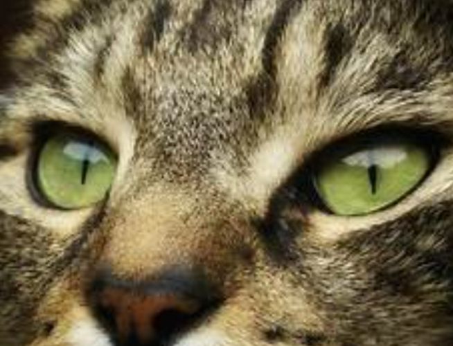 眼部整形 眼部整形