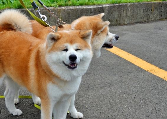 秋田犬性格問題 秋田犬性格問題