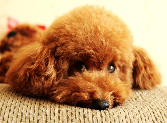 寵物毛髮營養補充 寵物毛髮營養補充