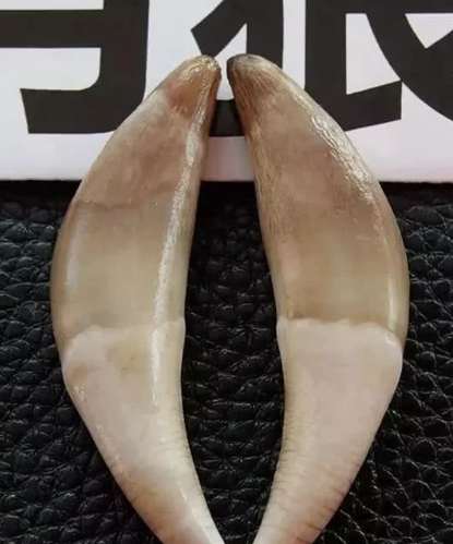 狗牙護理 狗牙護理