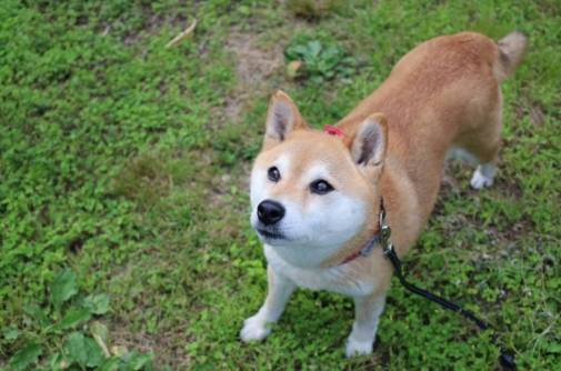 柴犬購買費用 柴犬購買費用