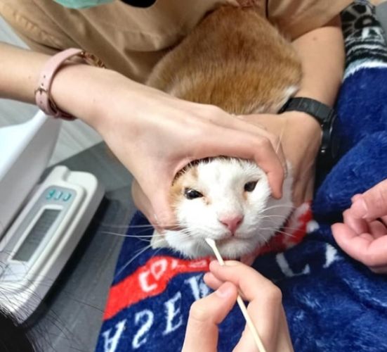 流浪貓健康檢查 流浪貓健康檢查