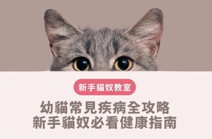 幼貓健康問題 幼貓健康問題
