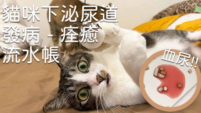 貓血尿原因 貓血尿原因
