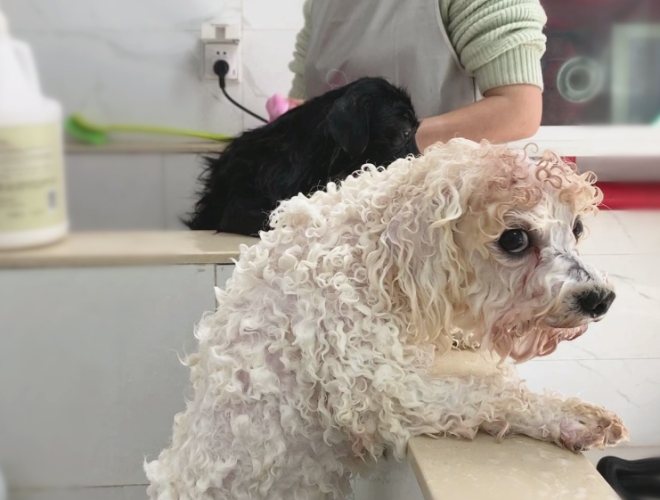 狗狗洗澡眼睛不適 狗狗洗澡眼睛不適
