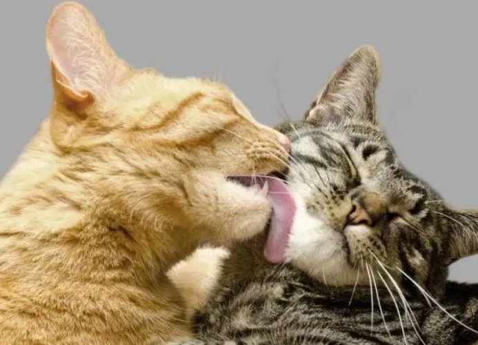 细小病毒治疗 细小病毒治疗