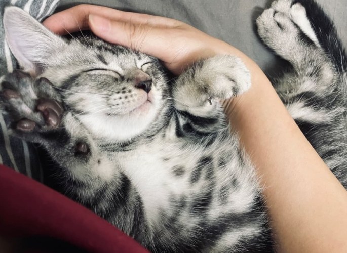 幼貓拉肚子禁食 幼貓拉肚子禁食