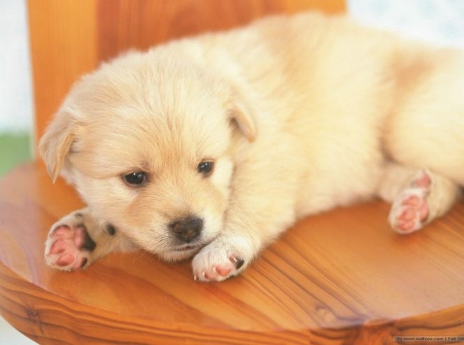 小狗訓練 小狗訓練