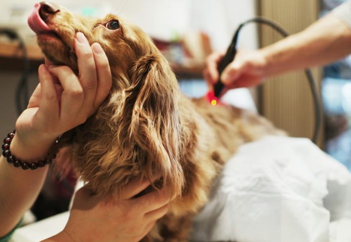 寵物針灸風險 寵物針灸風險