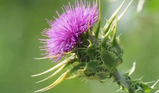 雞角刺成分 雞角刺成分