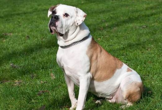 狗狗無法養處理 狗狗無法養處理