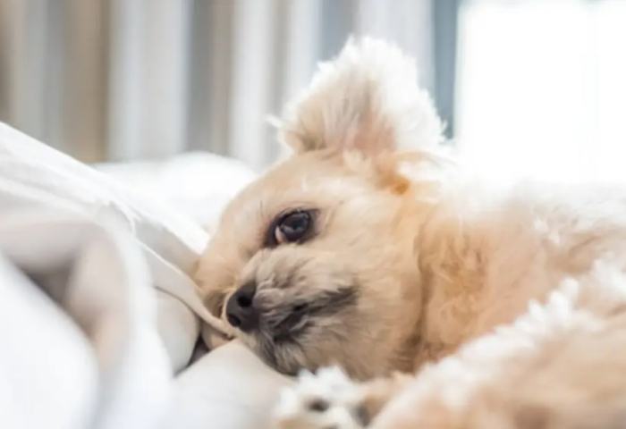 狗感冒症狀 狗感冒症狀