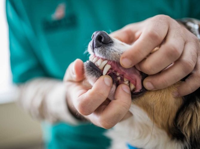 狗狗洗牙注意事項 狗狗洗牙注意事項