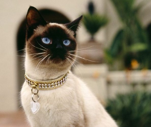 貓行為解析 貓行為解析