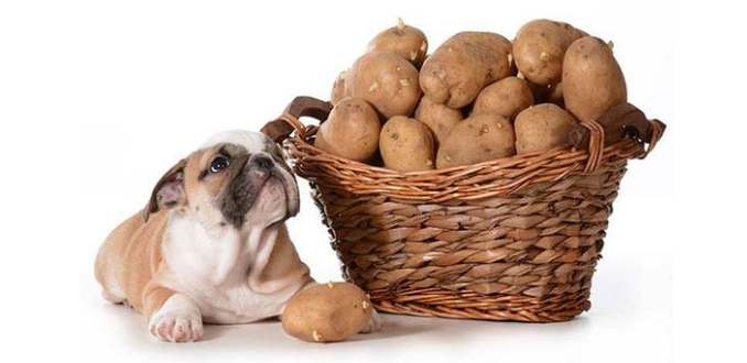 狗狗吃馬鈴薯 狗狗吃馬鈴薯