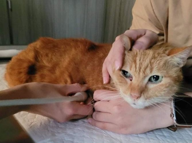 貓咪下巴黑頭 貓咪下巴黑頭