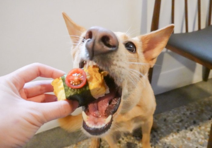 狗嘔吐黃色液體 狗嘔吐黃色液體