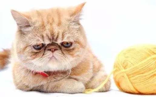 扁臉貓護理 扁臉貓護理