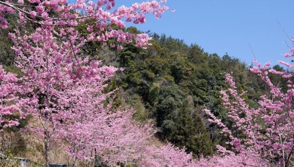 杉林溪櫻花季 杉林溪櫻花季